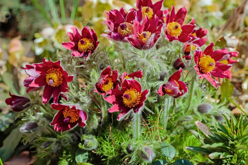 Preview: Beautiful Spring Red Flowers Pasqueflower Garden. Pasqueflower (Pulsatilla Vulgaris) In Spring