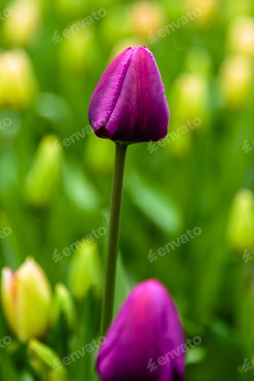 Preview: Purple Flower Of Tulip Sort Negrita. Hybrids Of Tulips - A Beautiful Spring Bulbs. Growing Bulbous