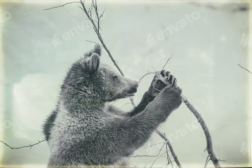Preview: Brown Bear (Ursus Arctos) In Lake Clark National Park, Alaska, Usa, Vintage Style