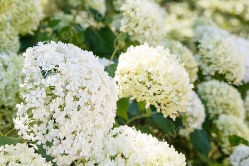 Preview: Hydrangea Tree With White Spherical Inflorescences. Beautiful White Hydrangea Flowers In Summer
