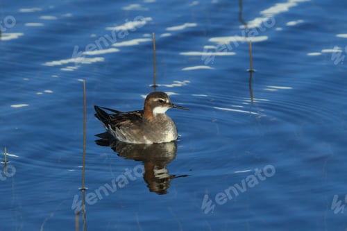 Preview: Red-Necked Phalarope (Phalaropus Lobatus) Iceland
