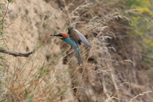 Preview: European Bee-Eater Baden Württemberg