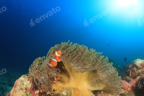 Preview: Clownfish (Anemonefish Nemo Fish)