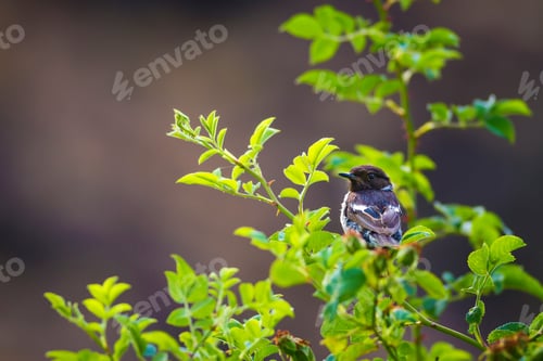 Preview: Green Nature And Bird. Bird On Green Branch. Great Tit / Parus Major