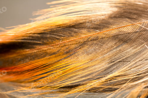 Preview: Colorful Rooster Feather With Details And Reflexions