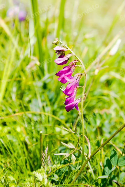 Preview: Hedysarum Alpinum In Natural Background. Plant Growing In Alpine Meadows.
