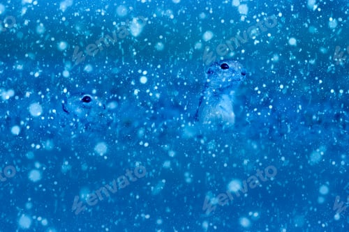 Preview: Winter Season And Animals. Falling Snow. Blue Nature Background. Ground Squirrel.