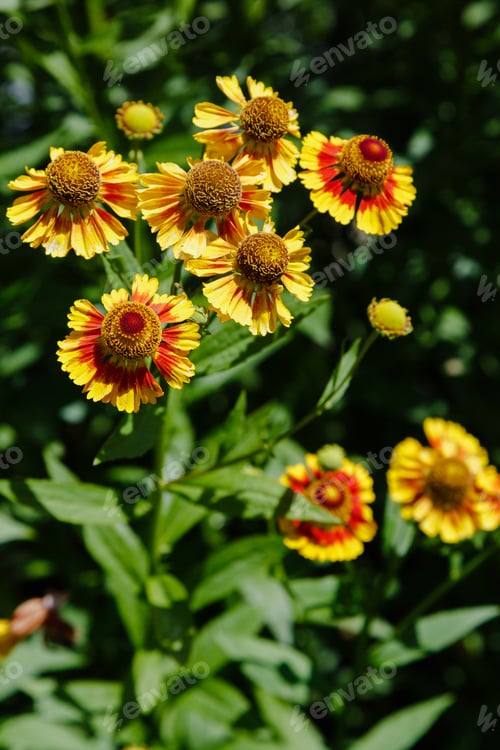 Preview: Gelenium In Landscape Design. Gelenium Autumn Helenium, Fuego Planting And Care In Open Ground