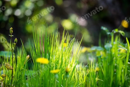 Preview: Dandelion Flowers And Blossoms In Spring Blooming In Natural Environment