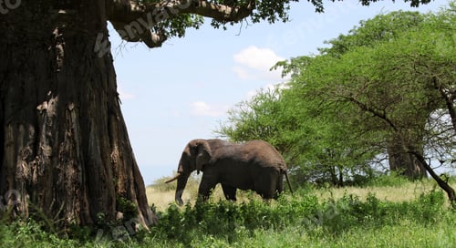 Preview: African Elephant In The Tarangire National Park, Tanzania