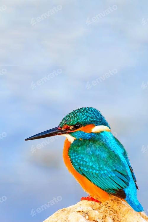 Preview: Cute Bird. Kingfisher. Natural Background.