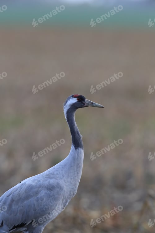 Preview: Common Cranes In The Field Mecklenburg Germany