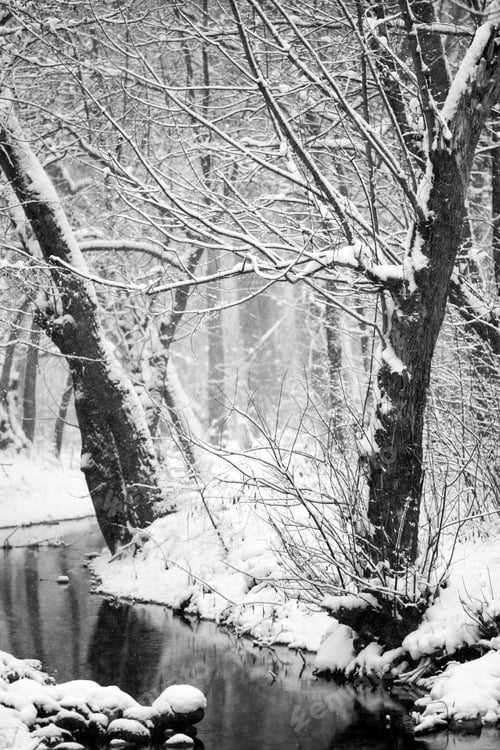 Preview: Snowing Landscape In The Park