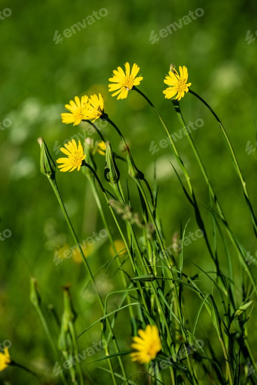 Preview: Beautiful Meadow With Blooming Flowers In Sunny Day In Summer. Colorful Background