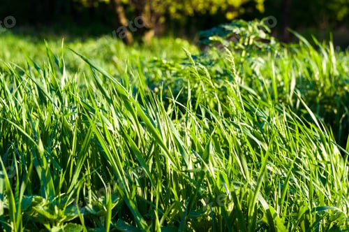Preview: Spring Or Summer Natural Abstract Background With Grass In The Garden