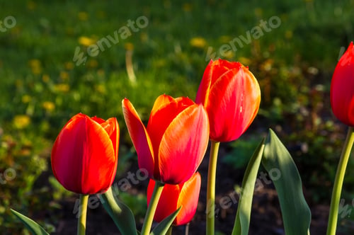 Preview: Colorful Tulips In Early Spring In The Garden