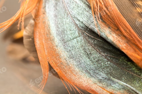 Preview: Colorful Rooster Feather With Details And Reflexions
