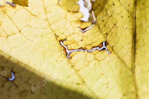 Preview: Autumn Leaves