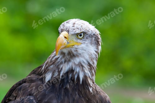 Preview: Bald Eagle (Lat. Haliaeetus Leucocephalus)