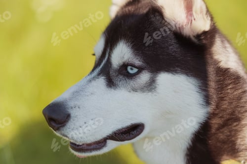 Preview: Husky Siberian Dog Happily Laughing And Smiling Outside In Vintage Tone