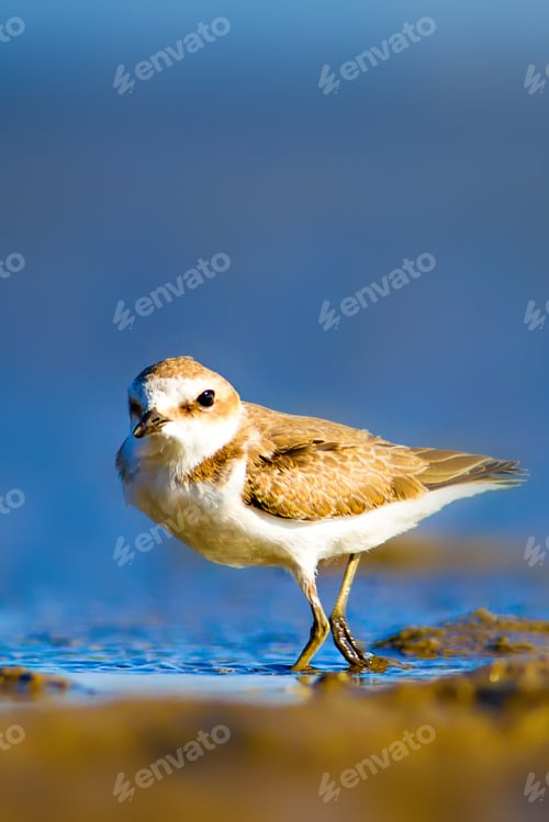 Preview: Cute Bird Plover. Blue Sea And Yellow Sand Nature Background. Kentish Plover Charadrius Alexandrinus
