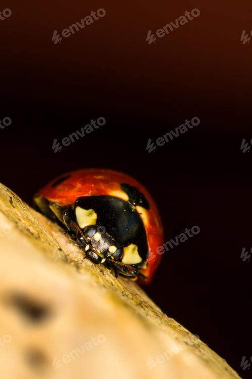 Preview: Cute Animal Ladybird. Natural Background.
