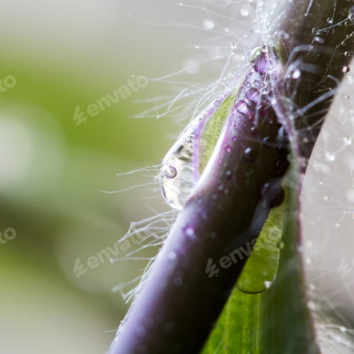 Preview: Composition With Mauve And Green Leaves And Water Drops