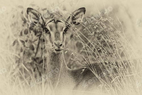 Preview: Vintage Style Image Of A Female Impala Antelope In The Etosha National Park, Namibia