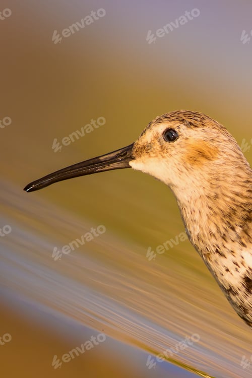 Preview: Cute Water Bird. Colorful Nature Background.