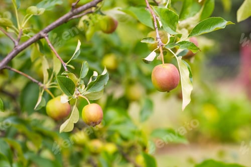 Preview: Photo Of Young Green Apples, Fruits On The Branches Of Apple Trees