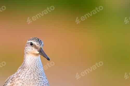 Preview: Cute Water Bird. Yellow Nature Background.