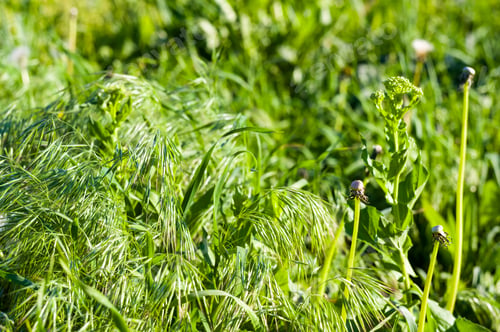 Preview: Spring Or Summer Natural Abstract Background With Grass In The Garden