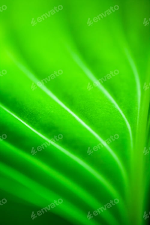 Preview: Green, Abstract Composition With Leaf Texture And Soft Focus