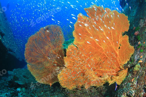 Preview: Coral And Fish Underwater In Ocean