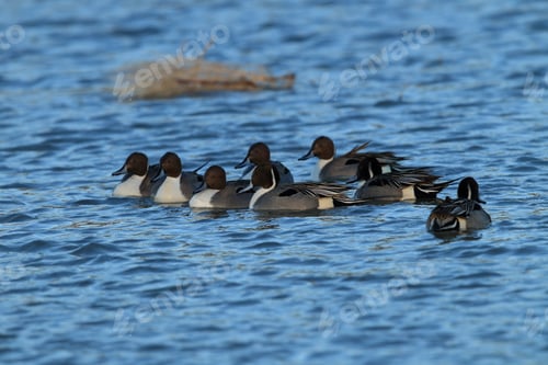 Preview: Northern Pintail Ducks Wintering At Bosque Del Apache National Wildlife Refuge In New Mexico