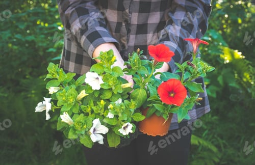 Preview: Red And White Petunias Before Planting In Flowerpots