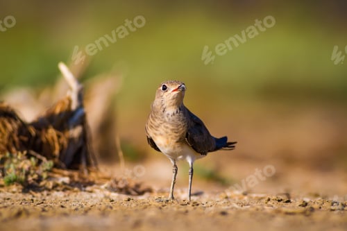 Preview: Cute Bird Collared Pratincole. Warm Colors Nature Background. Collared Pratincole / Glareola