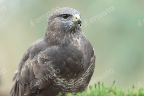 Preview: Headshot Of Common Buzzard With Blurred Background.