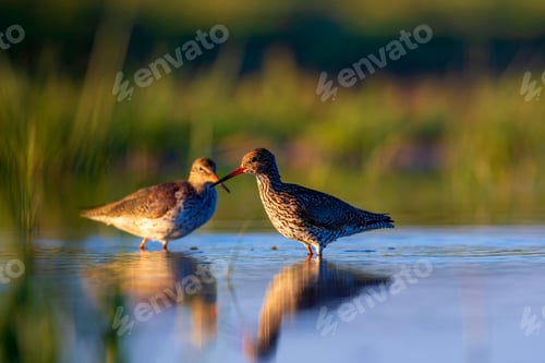 Preview: Nature And Bird. Common Water Bird Spotted Redshank. Tringa Erythropus. Green Blue Nature Habitat