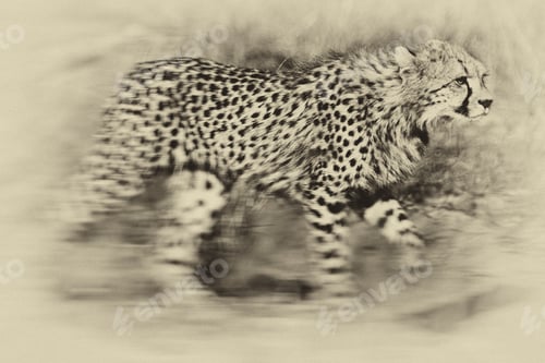 Preview: Vintage Style Image Of A Cheetah (Acinonyx Jubatus Soemmeringii) In The Okavango Delta, Botswana