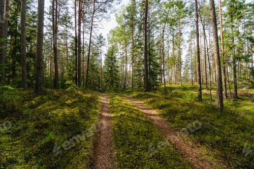 Preview: Old Forest With Moss Covered Trees And Rays Of Sun In Summer