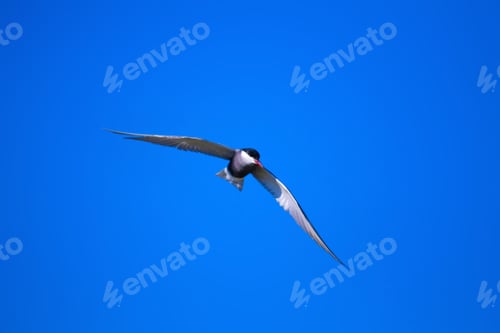 Preview: Flying Bird. Blue Sky Background.