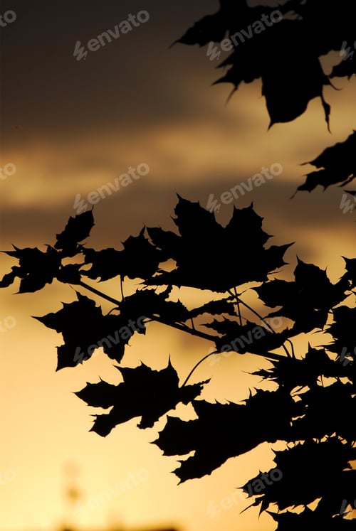 Preview: Silhouette Of Maple Leaves Against Sunset Sky