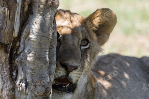 Vista previa: Lion Cub In The Maasai Mara National Park, Kenya