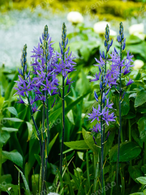 Preview: Camassia Blue In Spring Garden. Flowering Camassia Leichtlinii In Flower Bed. Blue Spring Flowers.