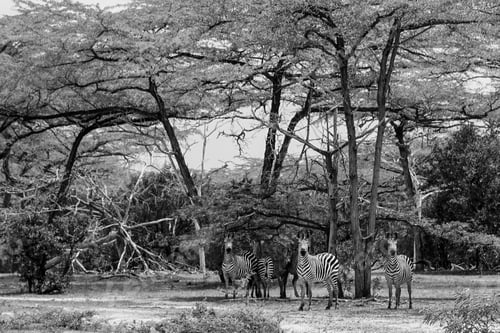 Preview: Zebras In The Selous National Park, Tanzania