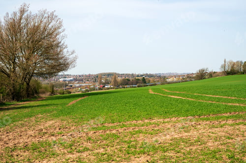Preview: Young Crop Growing In A Field