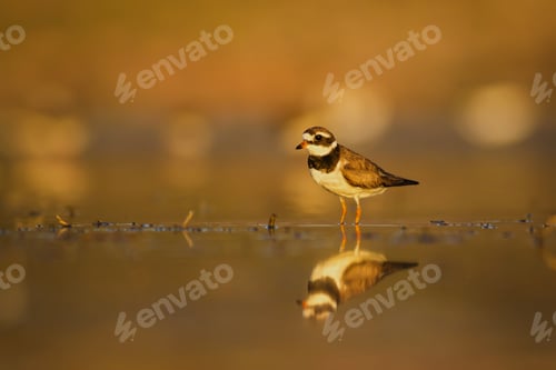 Preview: Cute Little Bird. Yellow Nature Background. Bird: Little Ringed Plover. Charadrius Dubius.
