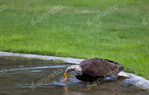 Preview: Bald Eagle (Lat. Haliaeetus Leucocephalus)