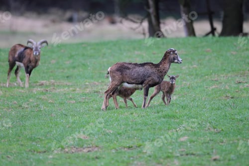 Preview: Big European Mouflon ( Ovis Orientalis ) On The Grassland Wild Animal In The Nature Habitat, Saxony